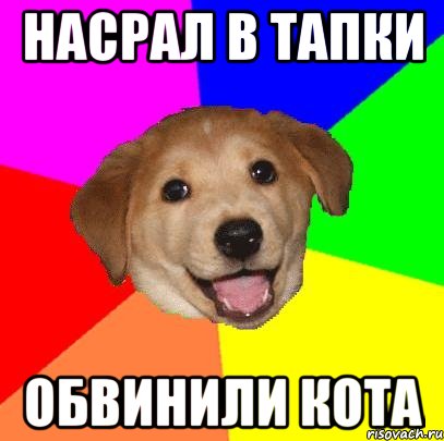 Насрал в тапки Обвинили кота, Мем Advice Dog