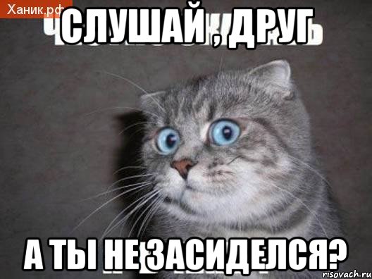 слушай , друг а ты не засиделся?, Мем  удивлённый кот