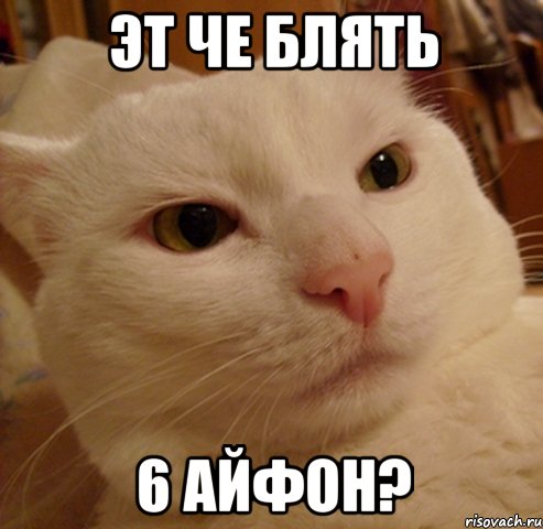 Эт че блять 6 айфон?, Мем Дерзкий котэ