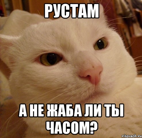 рустам а не жаба ли ты часом?, Мем Дерзкий котэ