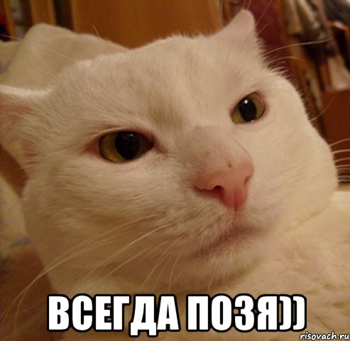  Всегда позя)), Мем Дерзкий котэ