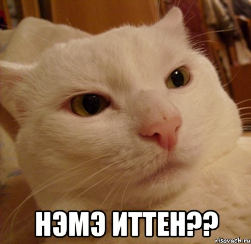  НЭМЭ ИТТЕН??, Мем Дерзкий котэ