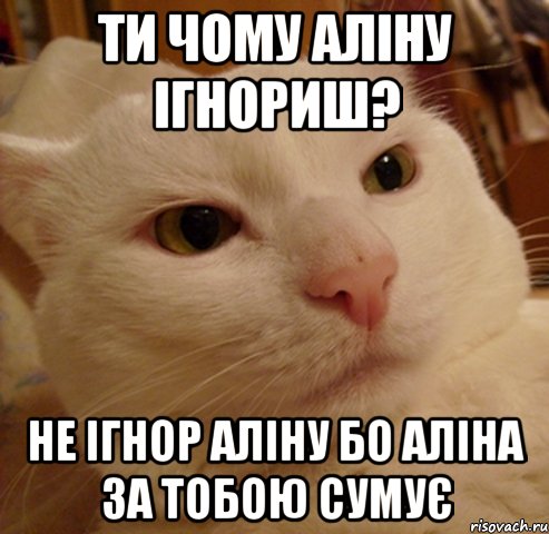 Ти чому Аліну ігнориш? Не ігнор Аліну бо Аліна за тобою сумує, Мем Дерзкий котэ