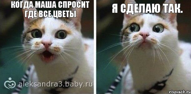 Когда Маша спросит где все цветы Я сделаю Так.