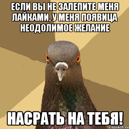 если вы не залепите меня лайками, у меня появица неодолимое желание насрать на тебя!, Мем голубь