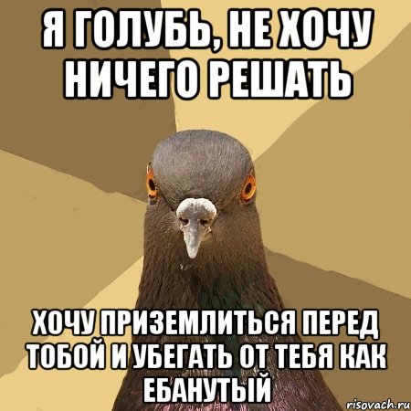 Я голубь, не хочу ничего решать Хочу приземлиться перед тобой и убегать от тебя как ебанутый, Мем голубь