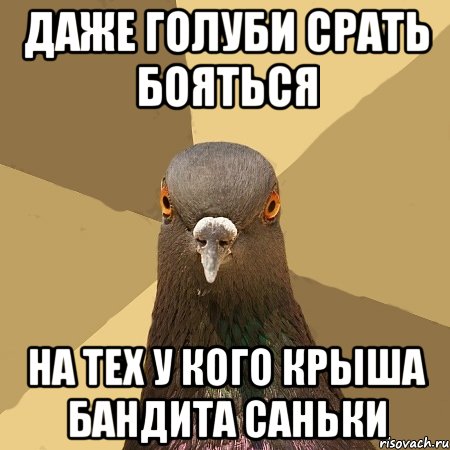 Даже голуби срать бояться НА тех у кого крыша Бандита Саньки, Мем голубь