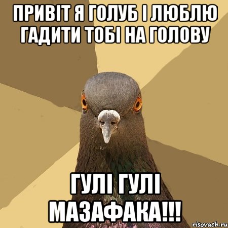 привіт я голуб і люблю гадити тобі на голову Гулі Гулі мазафака!!!, Мем голубь