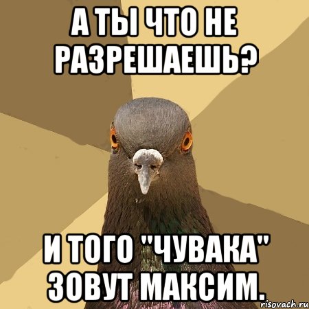 А ты что не разрешаешь? И того "чувака" зовут Максим., Мем голубь