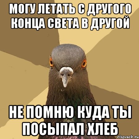 МОГУ ЛЕТАТЬ С ДРУГОГО КОНЦА СВЕТА В ДРУГОЙ Не помню куда ты посыпал хлеб, Мем голубь