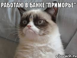 Работаю в Банке "Приморье"    , Комикс grumpy cat