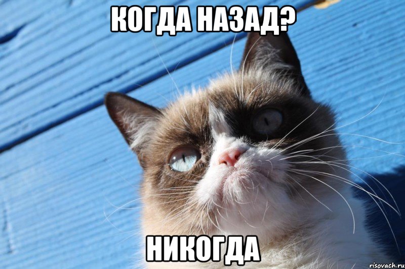 когда назад? никогда, Мем  grumpy cat