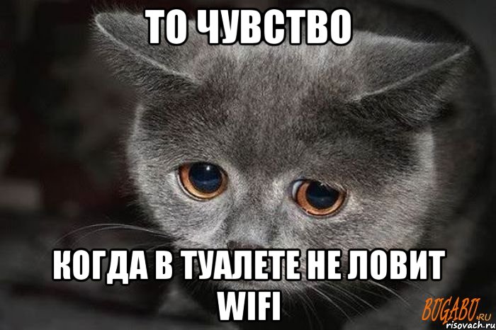 то чувство когда в туалете не ловит WIFI, Мем  Грустный кот