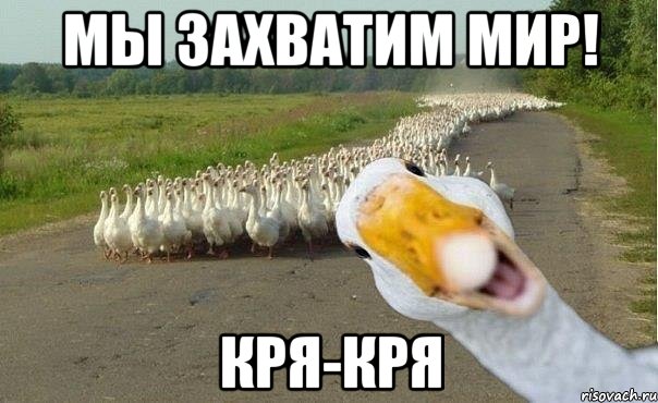 Мы захватим мир! кря-кря, Мем гуси