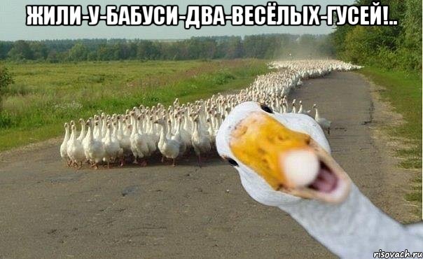 жили-у-бабуси-два-весёлых-гусей!.. , Мем гуси