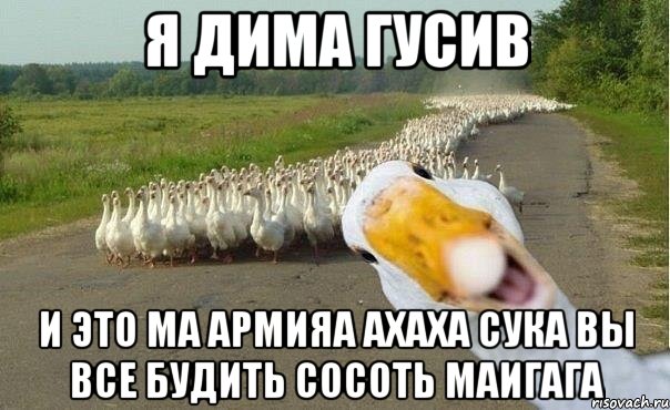 Я дима гусив И это ма армияа ахаха сука вы все будить сосоть маигага, Мем гуси