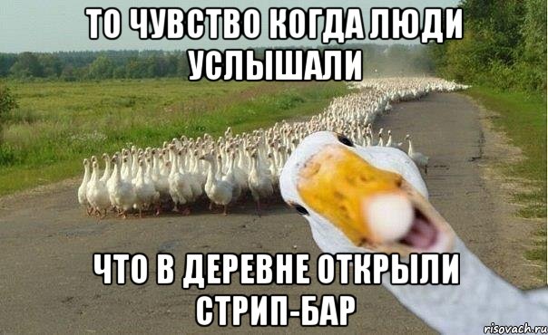 то чувство когда люди услышали что в деревне открыли стрип-бар, Мем гуси