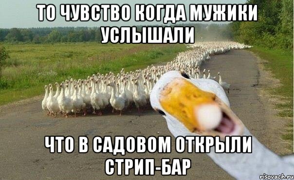 то чувство когда мужики услышали что в садовом открыли стрип-бар, Мем гуси