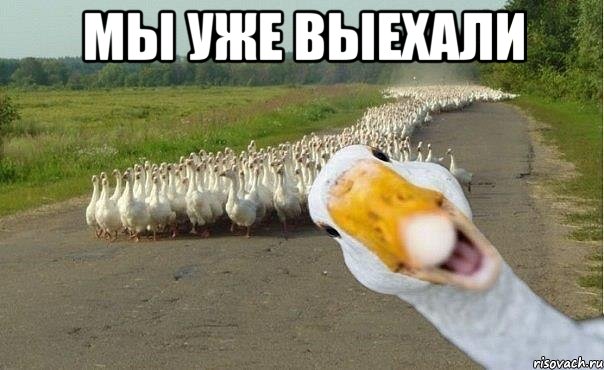 мы уже выехали , Мем гуси