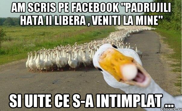 Am scris pe facebook "Padrujili hata ii libera , veniti la mine" Si uite ce s-a intimplat ..., Мем гуси