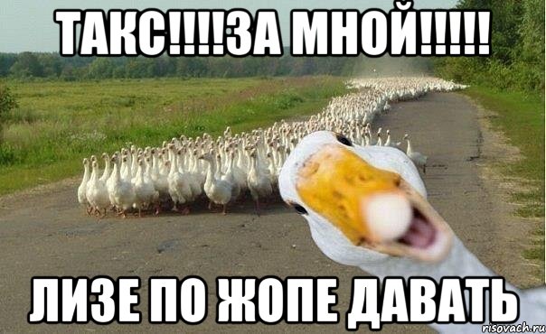 Такс!!!!За мной!!!!! Лизе по жопе давать, Мем гуси