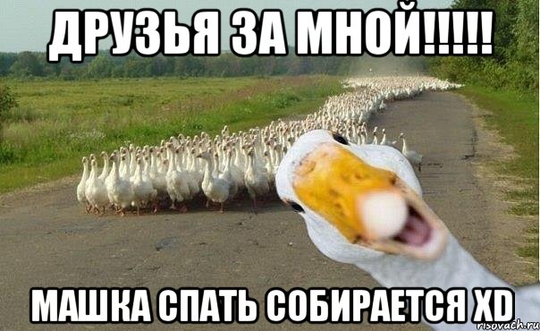 Друзья за мной!!!!! Машка спать собирается XD, Мем гуси