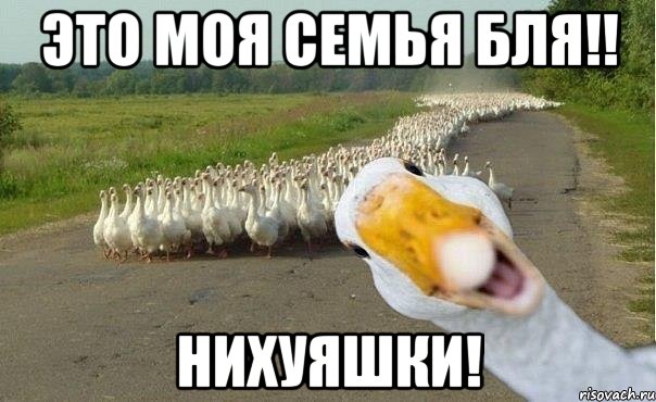 Это моя семья БЛЯ!! НИхуЯШКИ!, Мем гуси