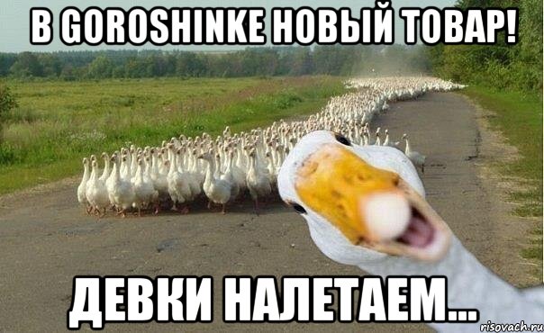 В GOROSHINKE НОВЫЙ ТОВАР! ДЕВКИ НАЛЕТАЕМ..., Мем гуси