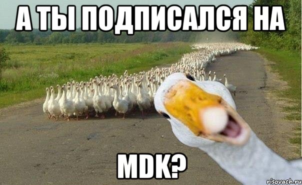 А ТЫ ПОДПИСАЛСЯ НА MDK?, Мем гуси