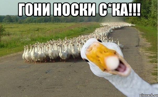 Гони носки с*ка!!! , Мем гуси