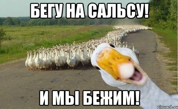 бегу на сальсу! и мы бежим!, Мем гуси