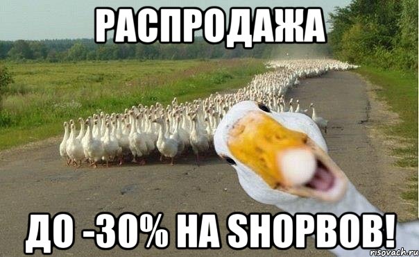 распродажа до -30% на SHOPBOB!, Мем гуси