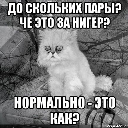 До скольких пары? Че это за нигер? Нормально - это как?, Комикс  кот безысходность