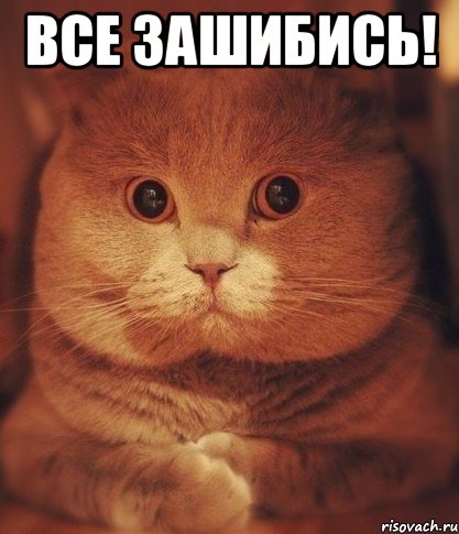 Все зашибись! , Мем  Кот который видел ужасные вещи