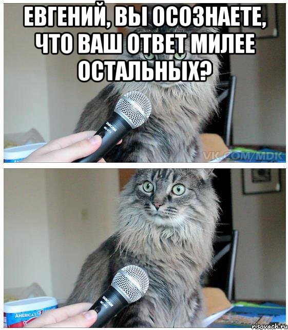 Евгений, вы осознаете, что ваш ответ милее остальных? , Комикс  кот с микрофоном