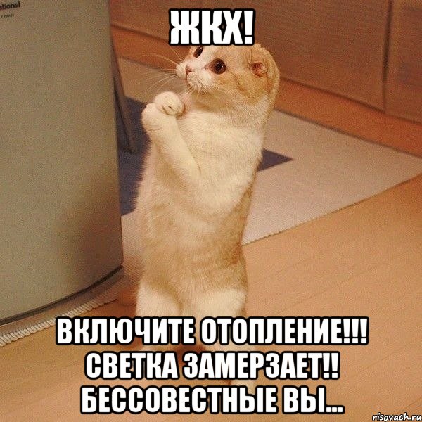 ЖКХ! включите отопление!!! Светка замерзает!! бессовестные вы..., Мем  котэ молится