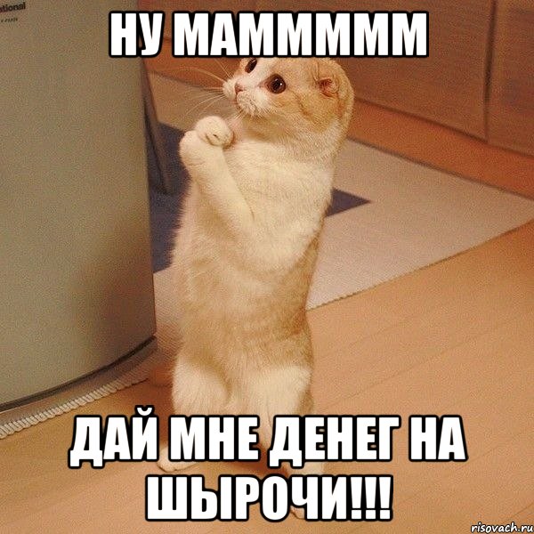 ну маммммм дай мне денег на шырочи!!!, Мем  котэ молится