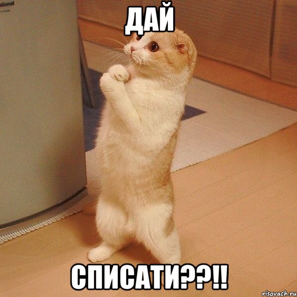 дай списати??!!, Мем  котэ молится