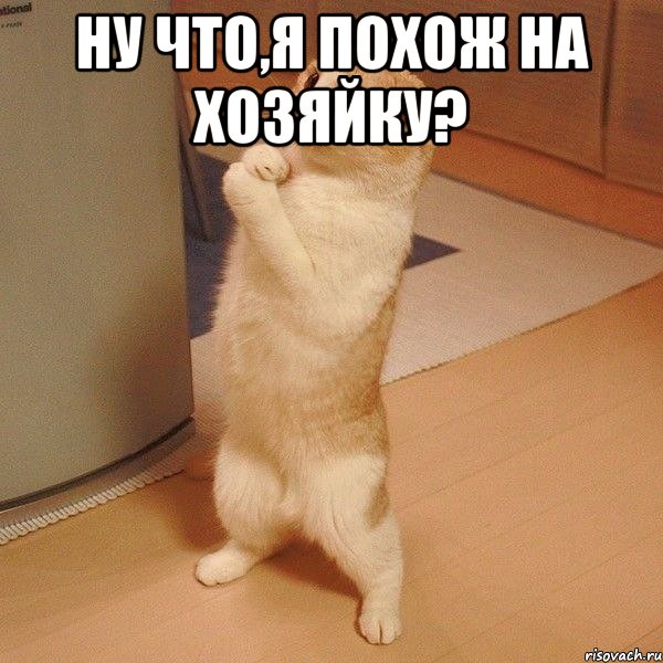 ну что,я похож на хозяйку? , Мем  котэ молится