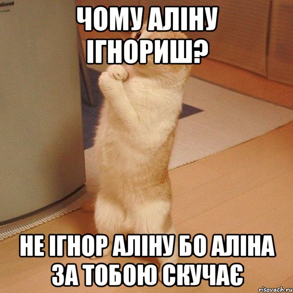 Чому Аліну ігнориш? Не ігнор Аліну бо Аліна за тобою скучає, Мем  котэ молится