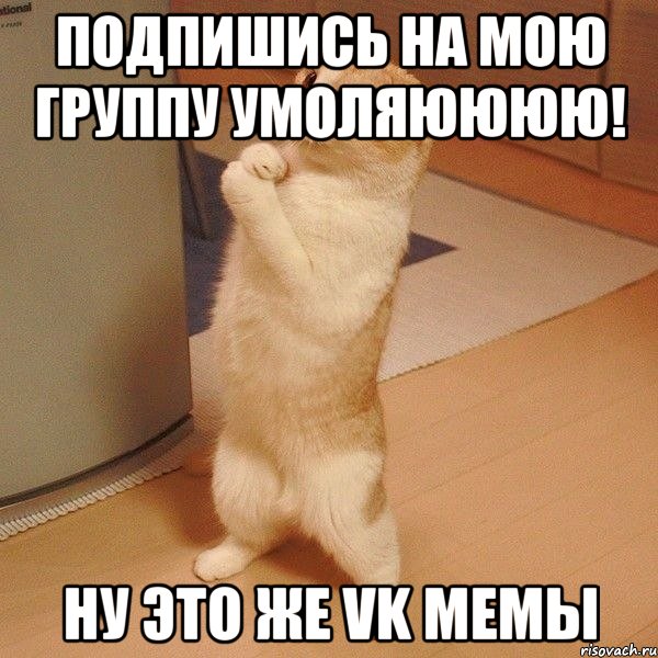 подпишись на мою группу умоляюююю! ну это же VK мемы, Мем  котэ молится