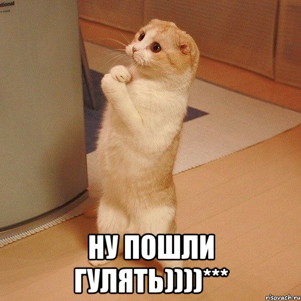  Ну пошли гулять))))***, Мем  котэ молится