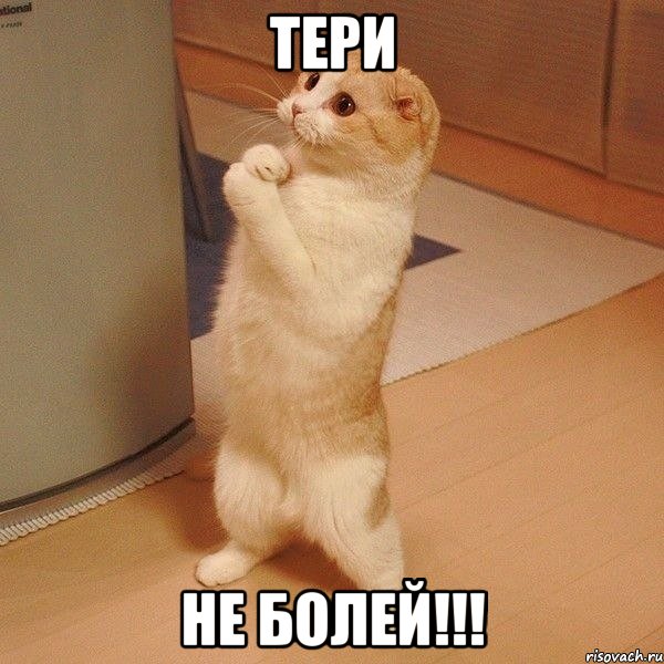 Тери НЕ БОЛЕЙ!!!, Мем  котэ молится