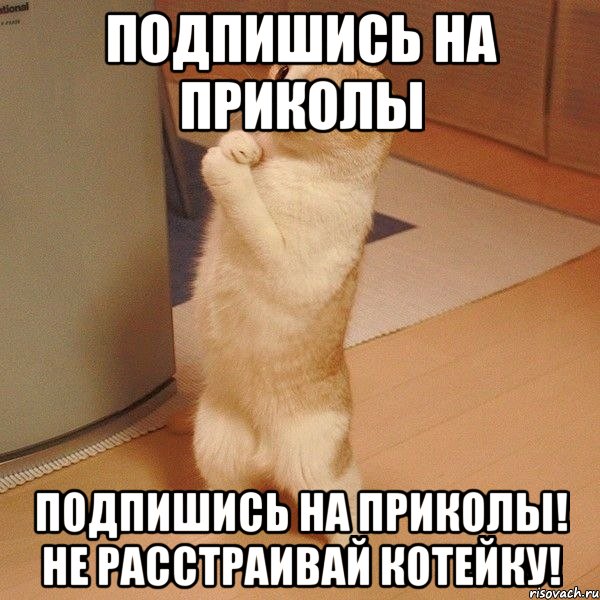 Подпишись на Приколы Подпишись на Приколы! Не расстраивай котейку!, Мем  котэ молится