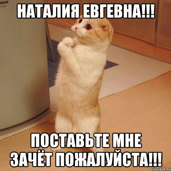 Наталия Евгевна!!! Поставьте мне зачёт пожалуйста!!!, Мем  котэ молится