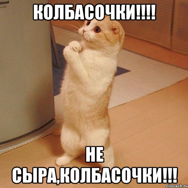 колбасочки!!!! не сыра,колбасочки!!!, Мем  котэ молится