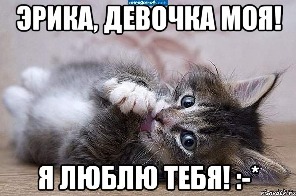 Эрика, девочка моя! Я люблю тебя! :-*, Мем  котенок