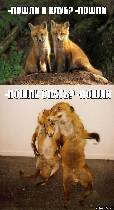 -пошли в клуб? -пошли -пошли спать? -пошли, Комикс Лисицы