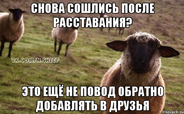 Снова сошлись после расставания? Это ещё не повод обратно добавлять в друзья, Мем  Наивная Овца