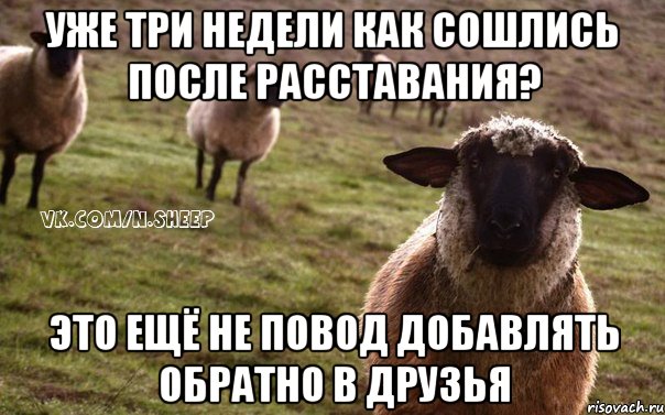 Уже три недели как сошлись после расставания? Это ещё не повод добавлять обратно в друзья, Мем  Наивная Овца